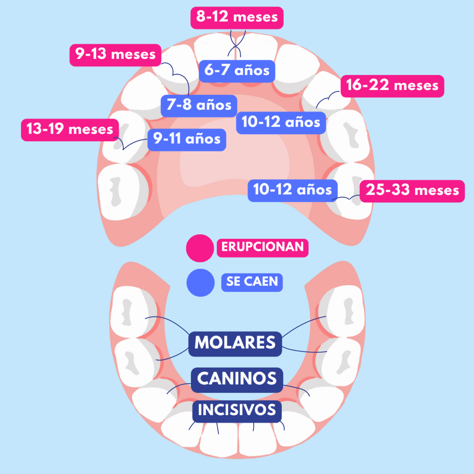 ¿cuándo Se Caen Los Dientes De Leche Dentilandia