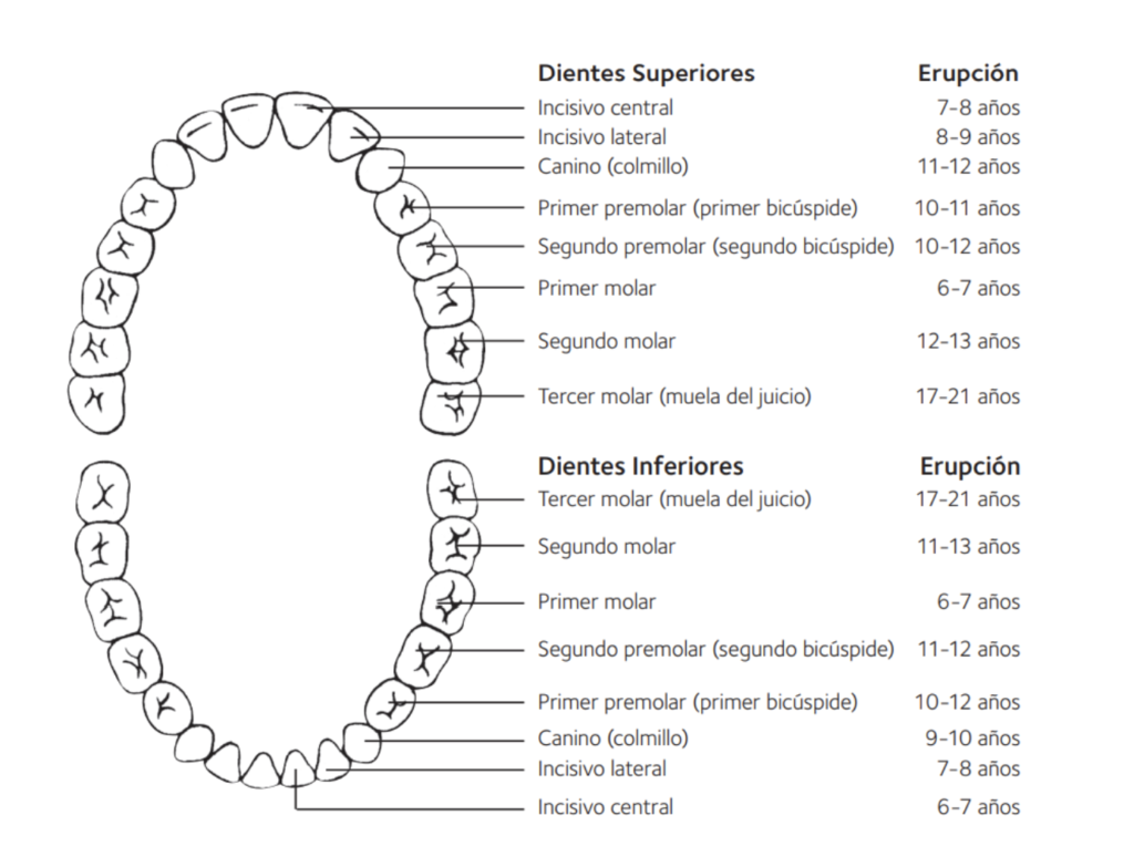 ¿Cuándo Se Caen Los Dientes De Leche? | Dentilandia